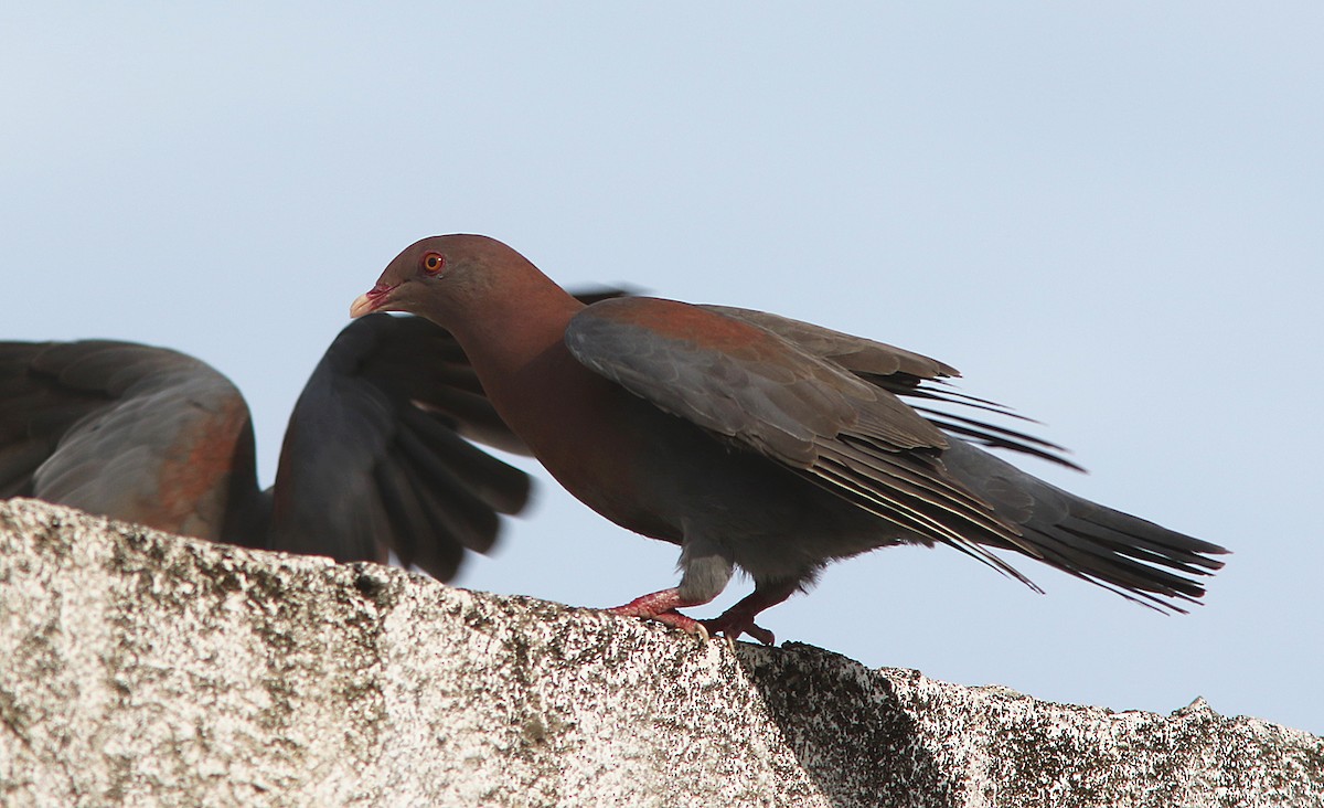 Red-billed Pigeon - ML227956641