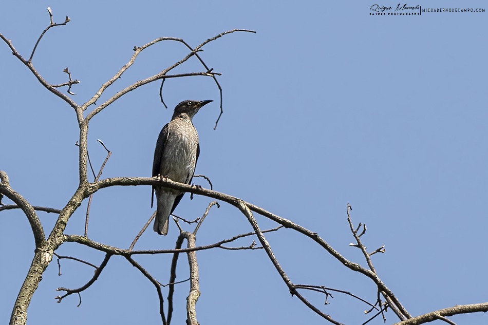 Spot-winged Starling - Quique Marcelo