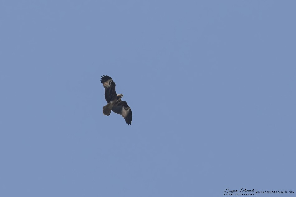 Indian Spotted Eagle - Quique Marcelo