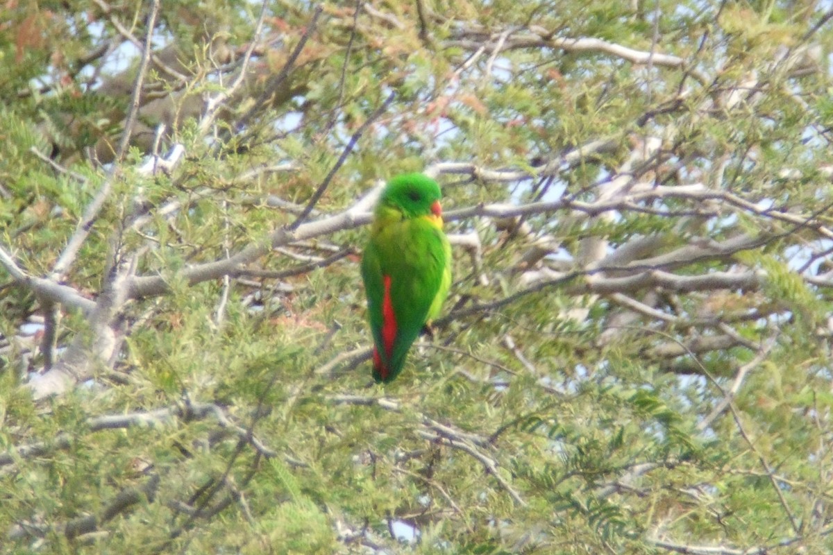Yellow-throated Hanging-Parrot - ML227957801