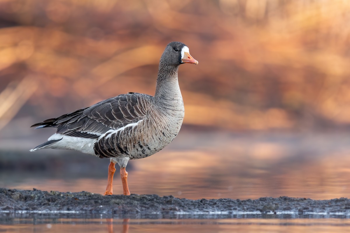 Greater White-fronted Goose - ML227962601