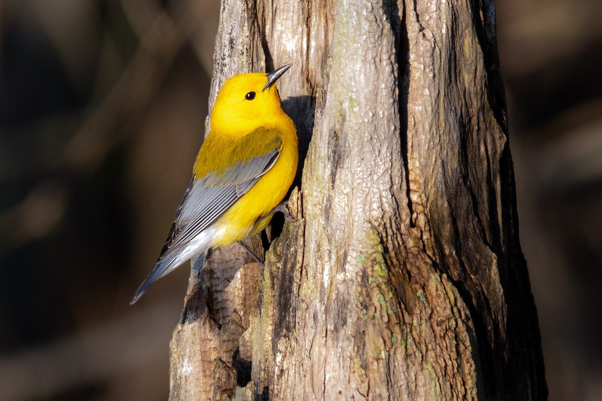 Prothonotary Warbler - ML227962881