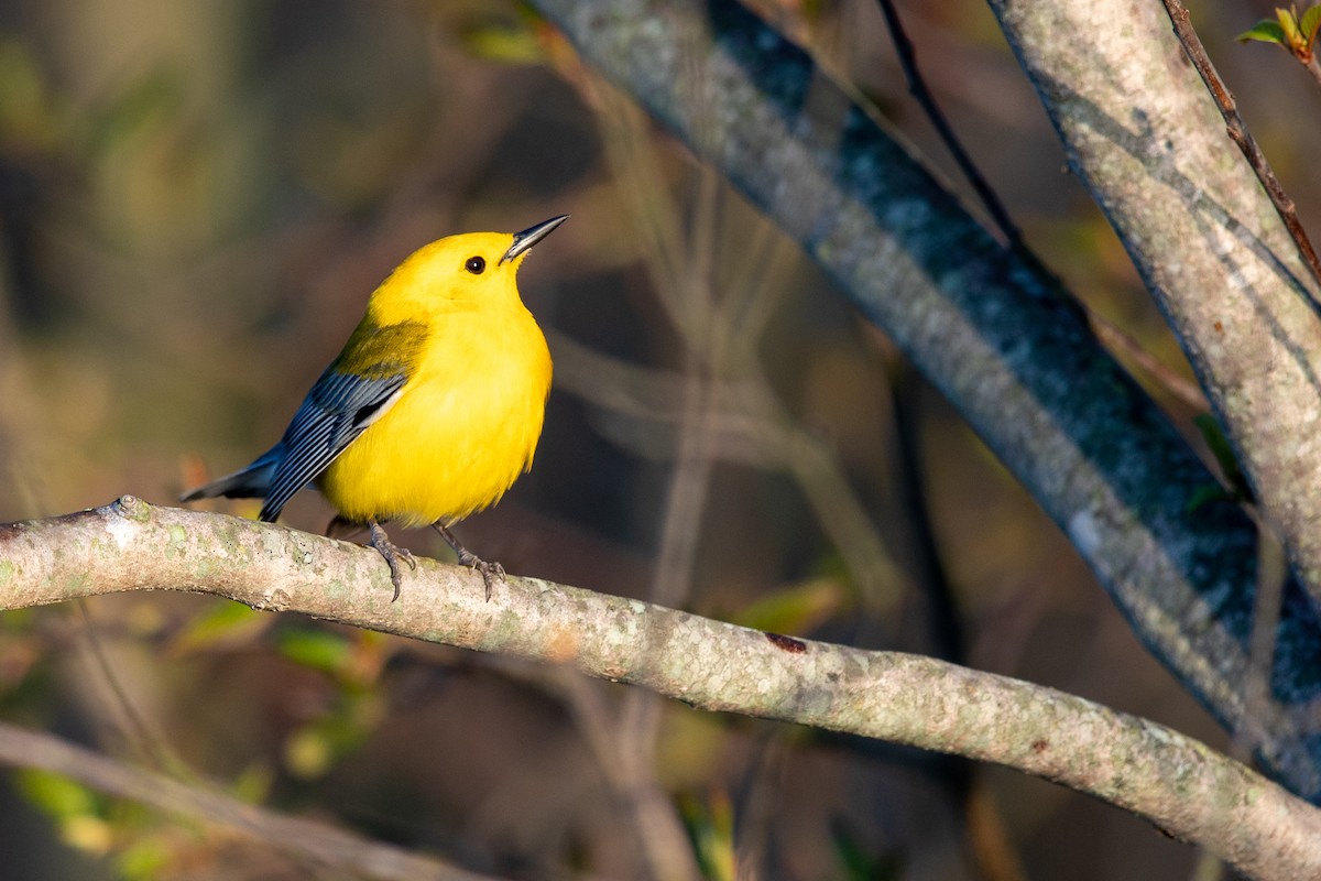 Prothonotary Warbler - ML227962901