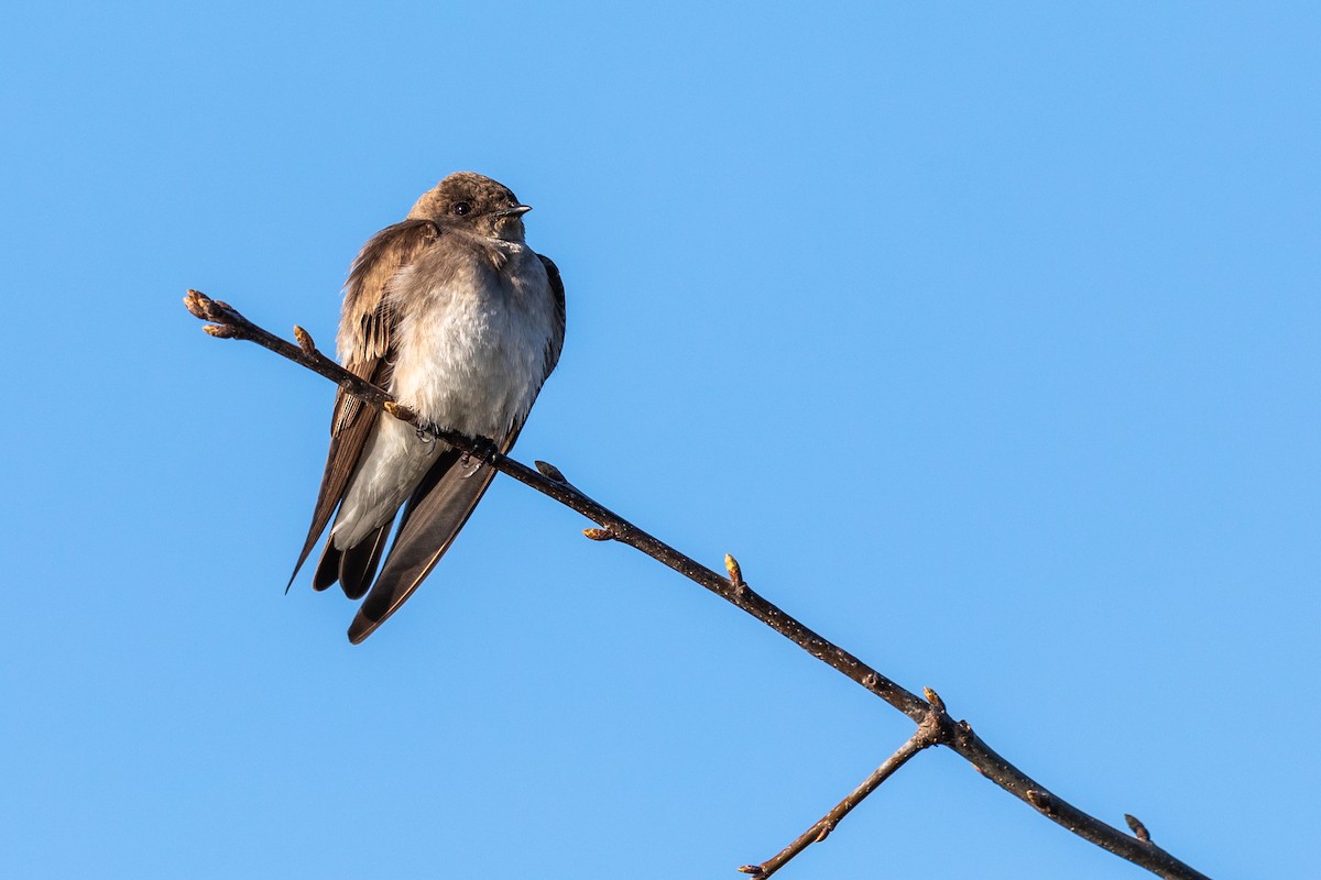 Northern Rough-winged Swallow - ML227963061