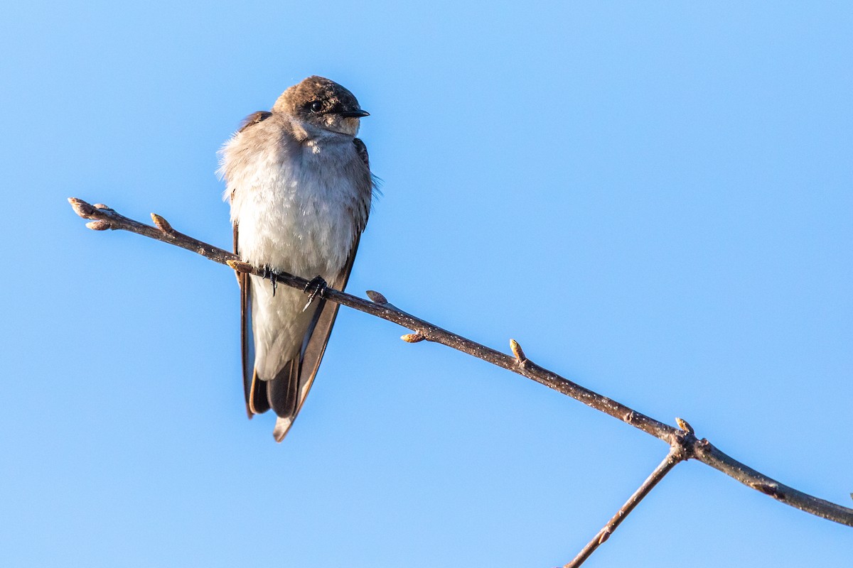 Northern Rough-winged Swallow - ML227963091