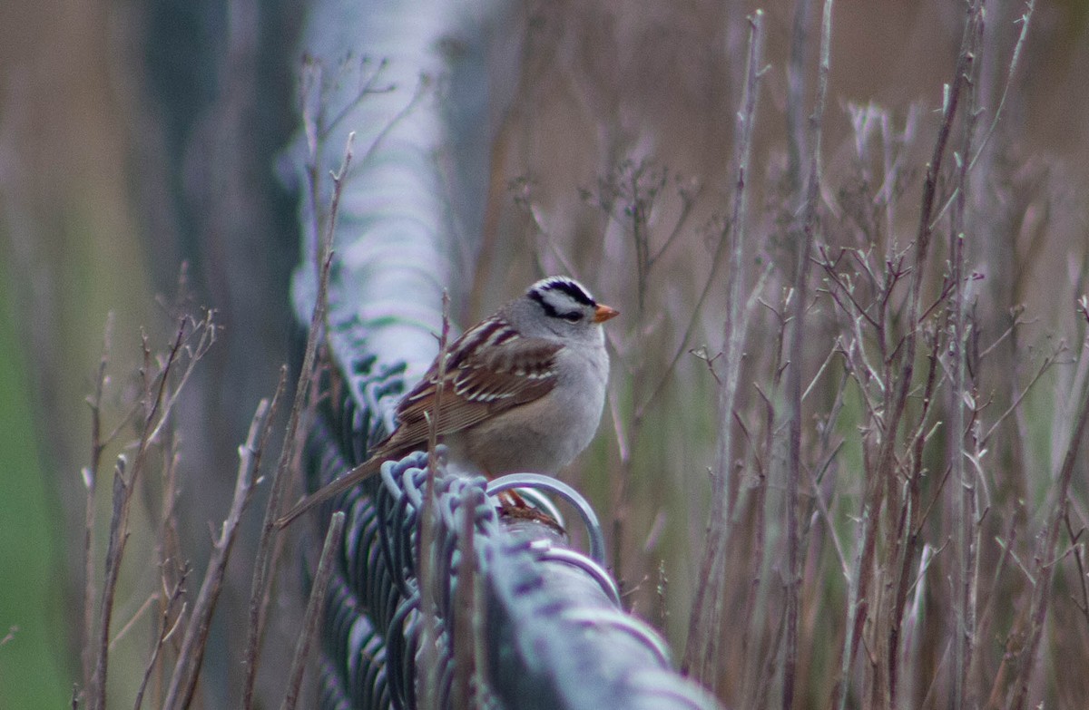 White-crowned Sparrow - Gaelen Schnare