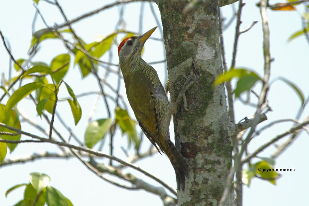 Streak-throated Woodpecker - Jayanta Manna
