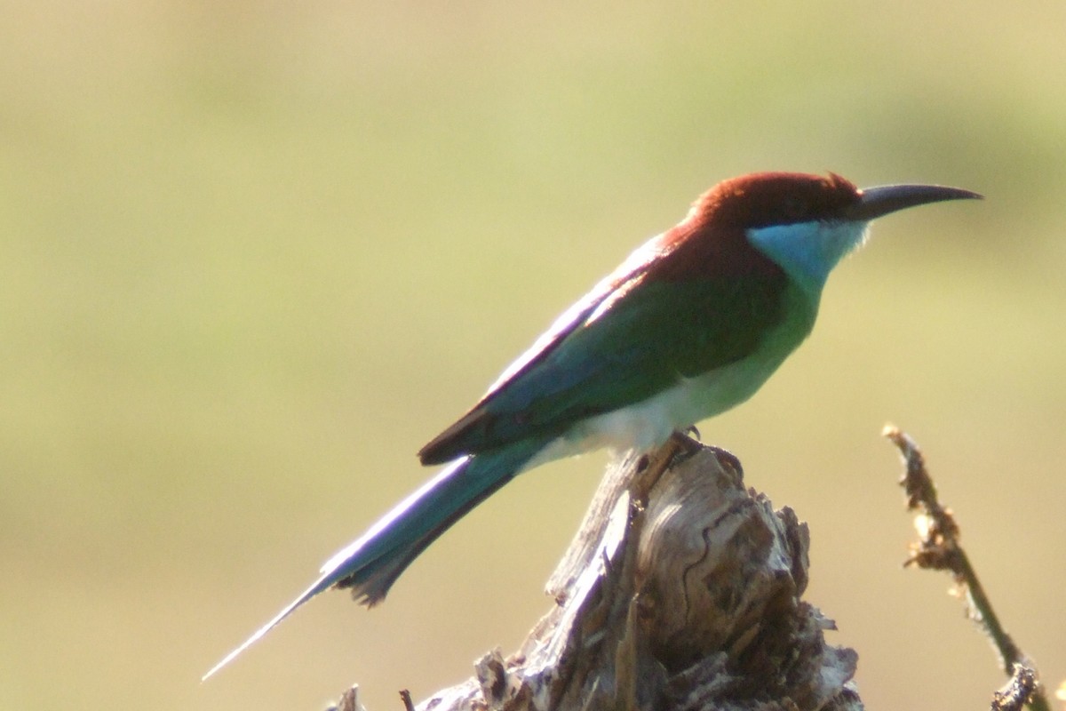 Blue-throated Bee-eater - ML227969611