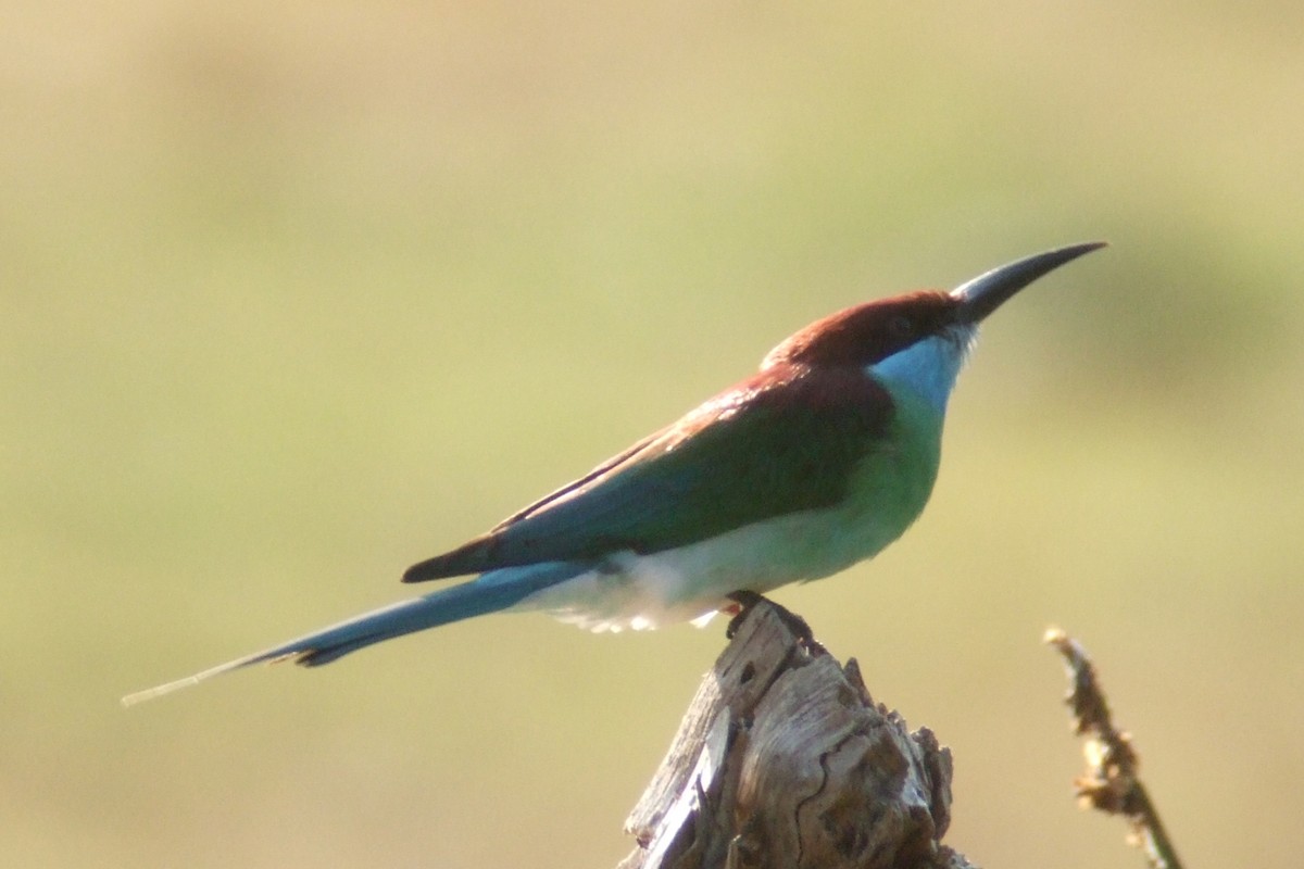 Blue-throated Bee-eater - ML227969621
