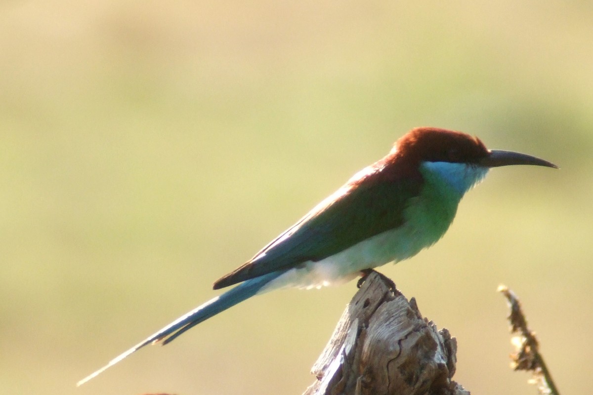 Blue-throated Bee-eater - ML227969691