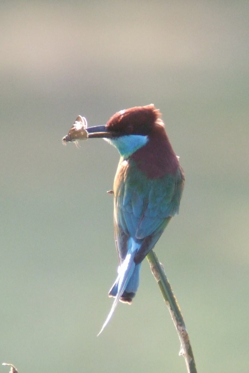 Blue-throated Bee-eater - ML227969711