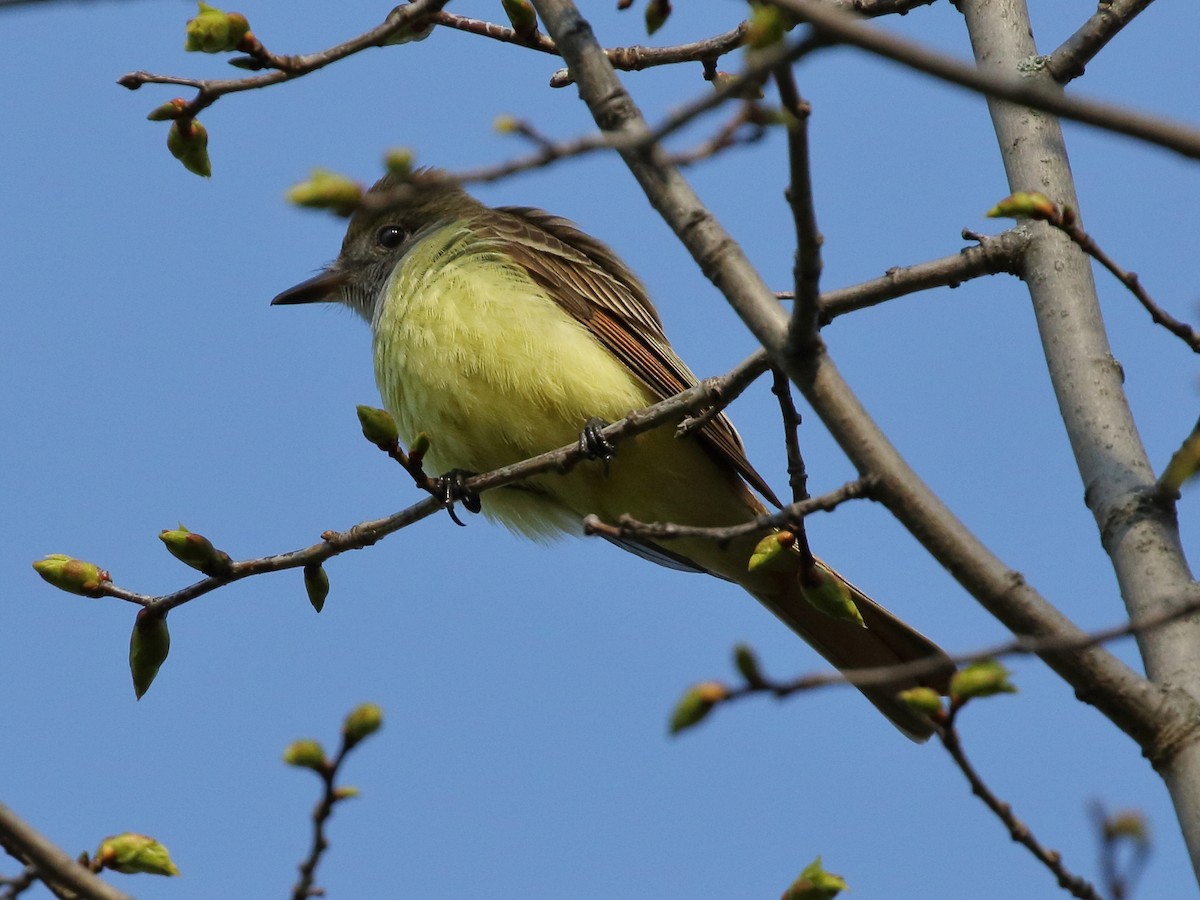 Great Crested Flycatcher - ML227969801