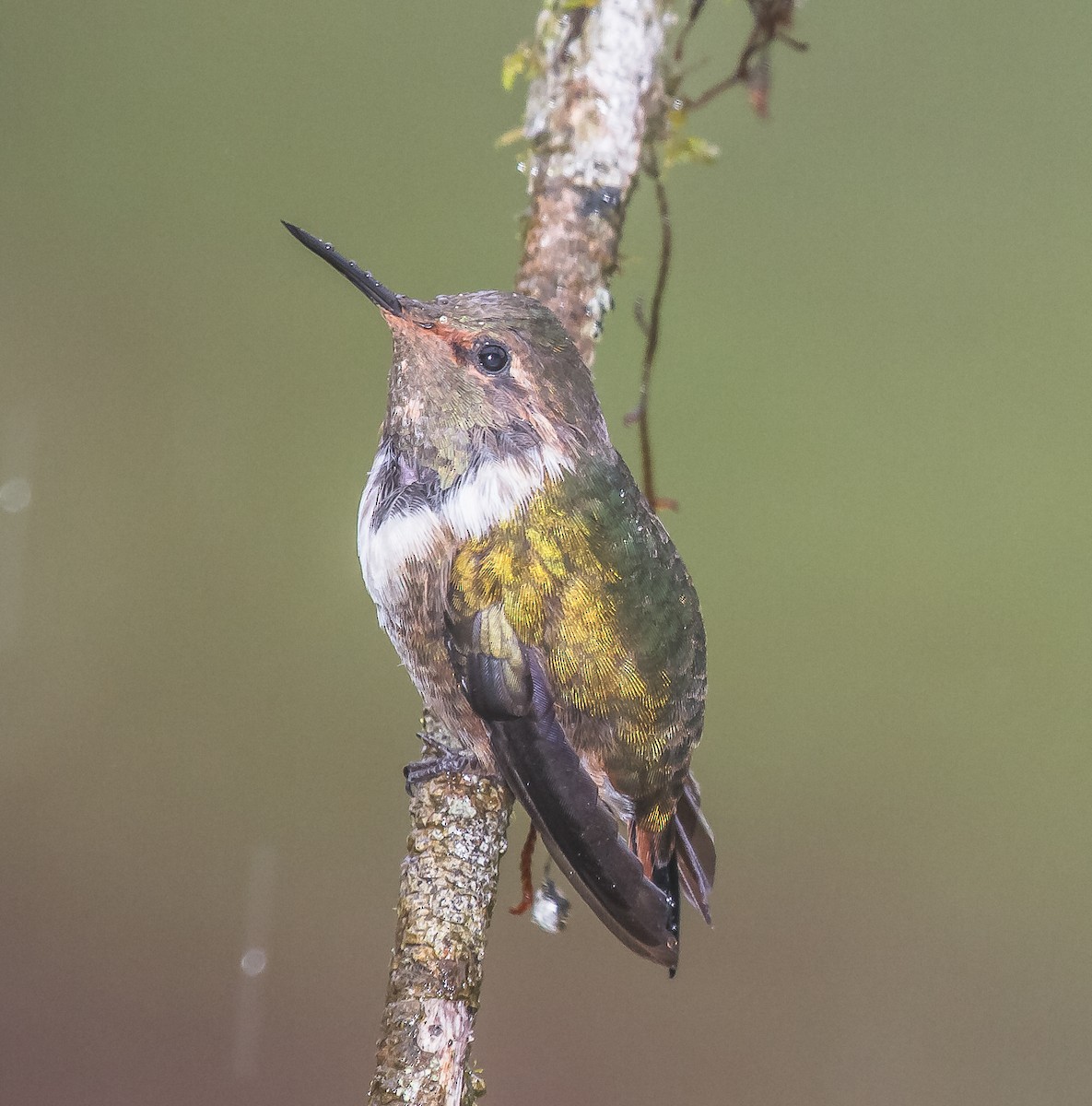 Scintillant Hummingbird - Chris Dennard