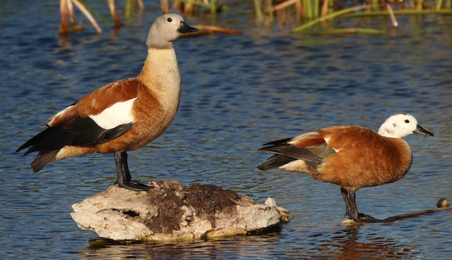 Male (left) and female (right). - South African Shelduck - 