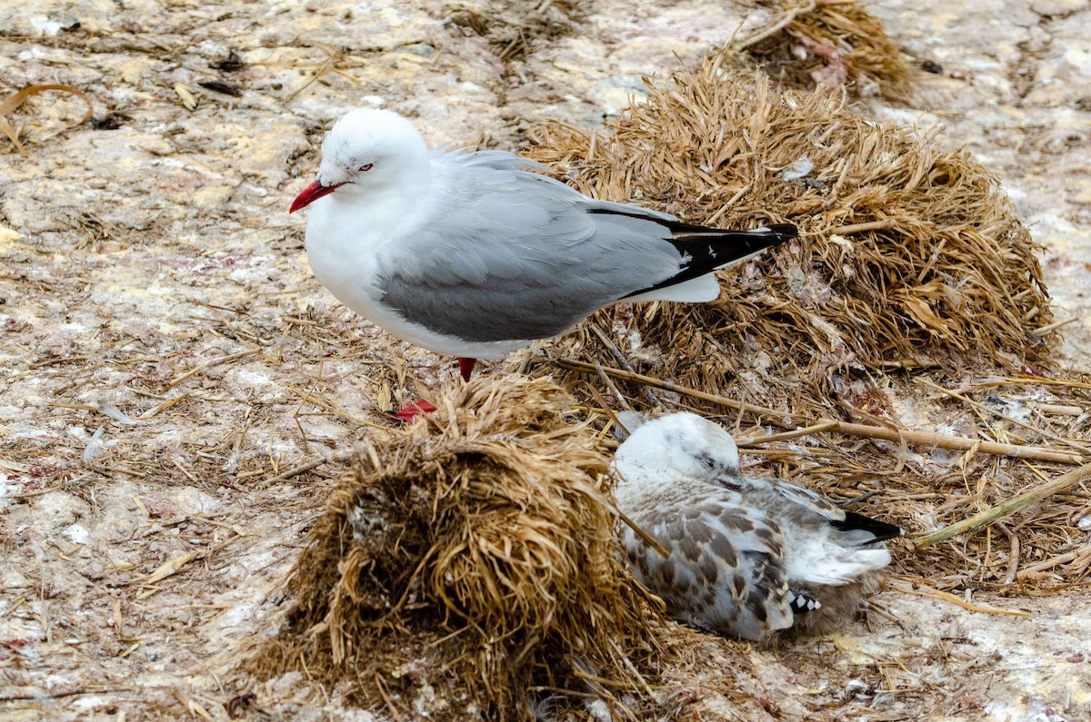 Silver Gull (Red-billed) - Bob Hasenick