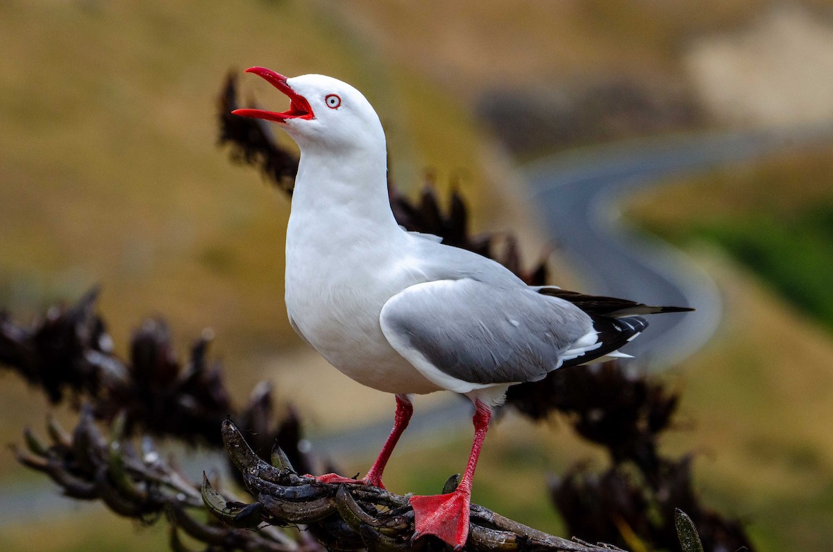 Silver Gull (Red-billed) - ML227977741