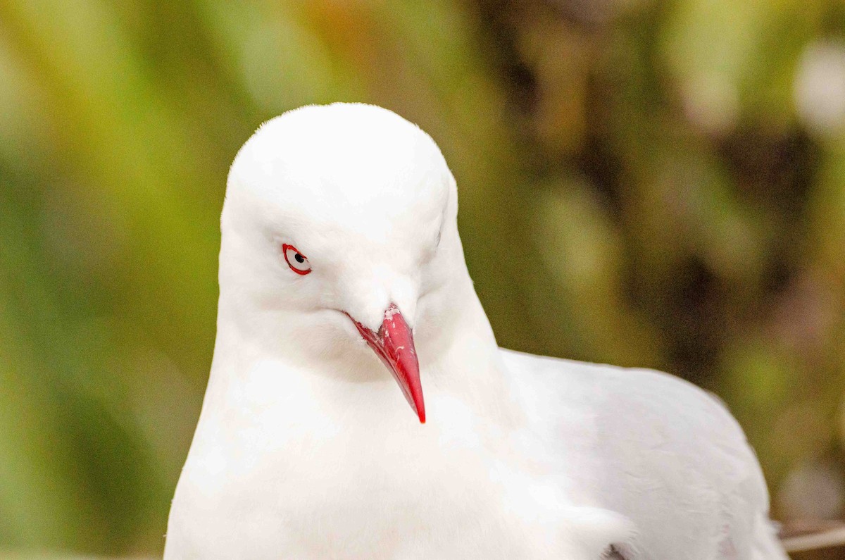 Silver Gull (Red-billed) - Bob Hasenick