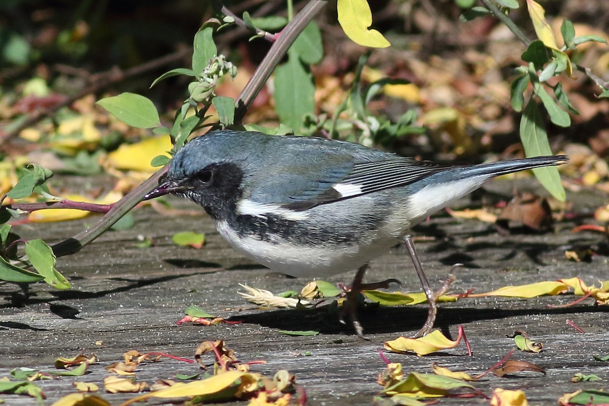 Black-throated Blue Warbler - Mark L. Hoffman