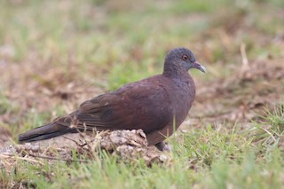 Malagasy Turtle-Dove, ML227980981