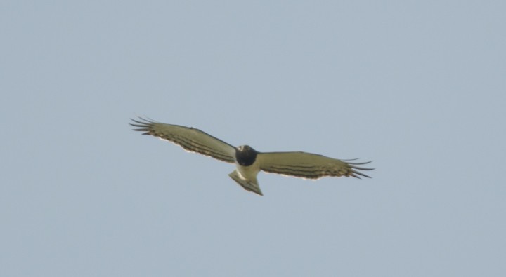 Black-chested Snake-Eagle - Balagopal VK