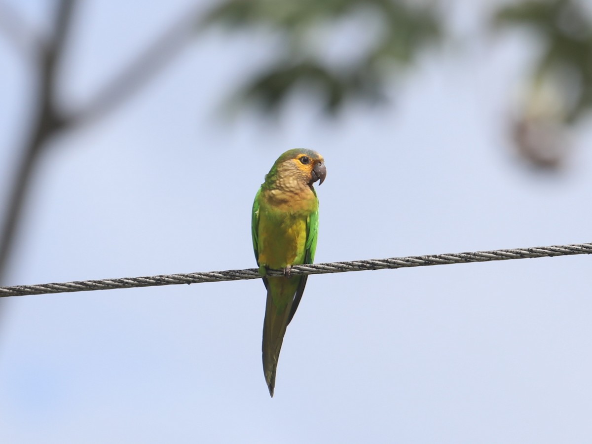 Brown-throated Parakeet - ML22798401
