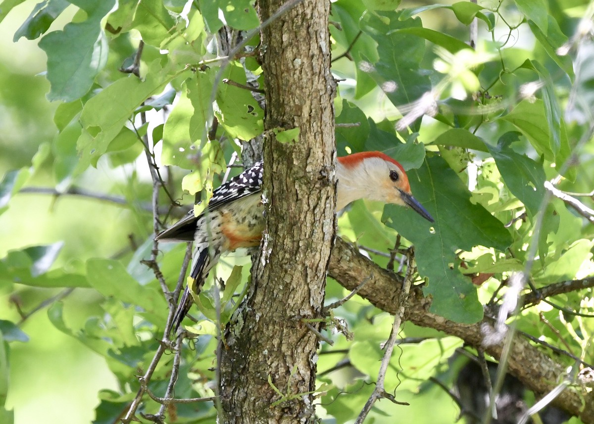 Red-bellied Woodpecker - ML227984781