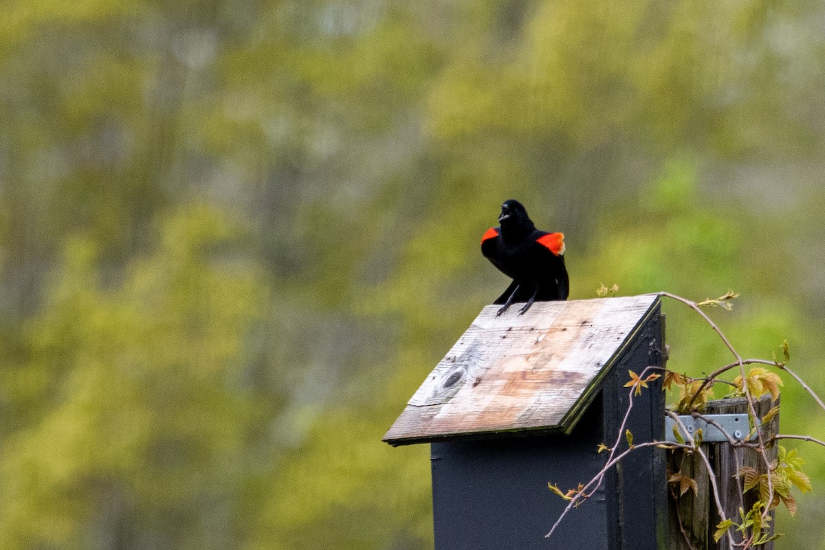 Red-winged Blackbird - ML227985101