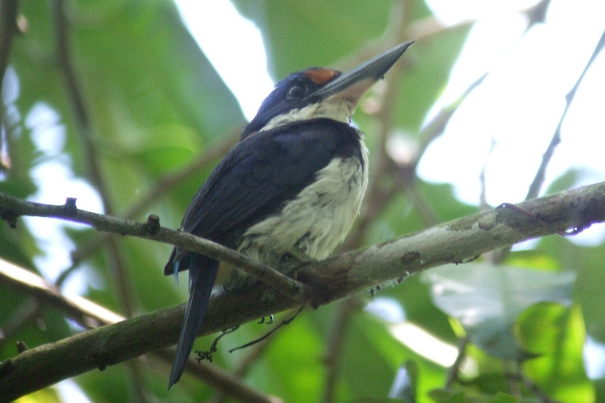 Rufous-lored Kingfisher - ML227985131