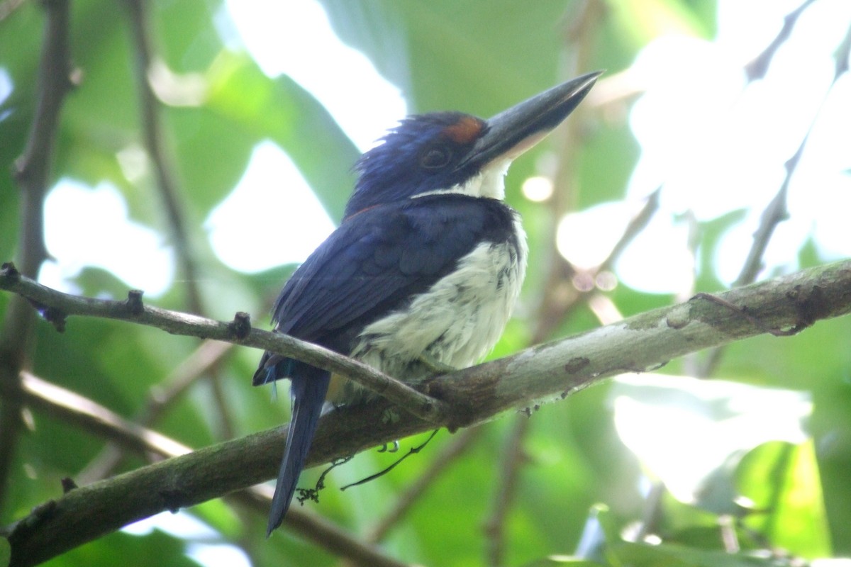 Rufous-lored Kingfisher - ML227985171