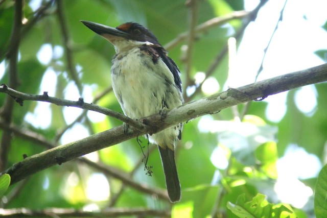 Rufous-lored Kingfisher