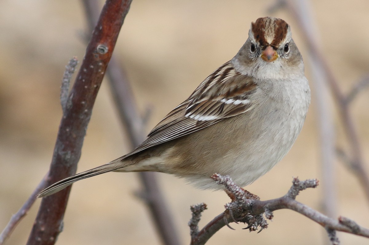 White-crowned Sparrow - Jon G.