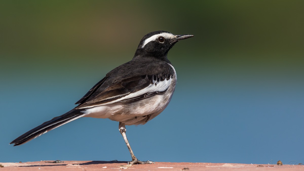 White-browed Wagtail - ML227994891