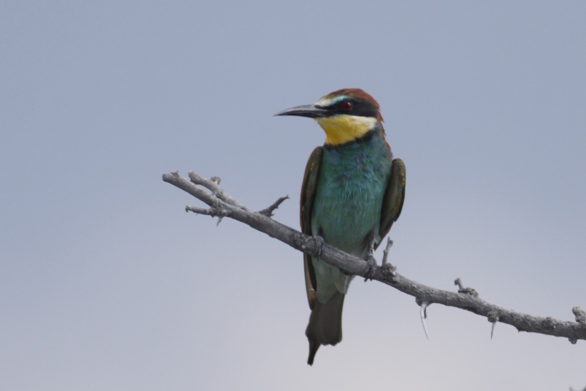 European Bee-eater - Oscar Campbell