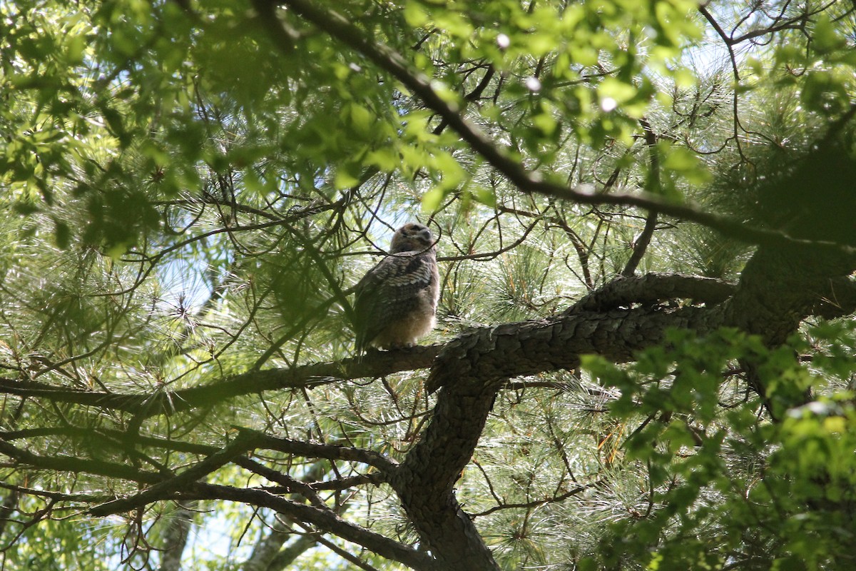 Great Horned Owl - Edward Landi