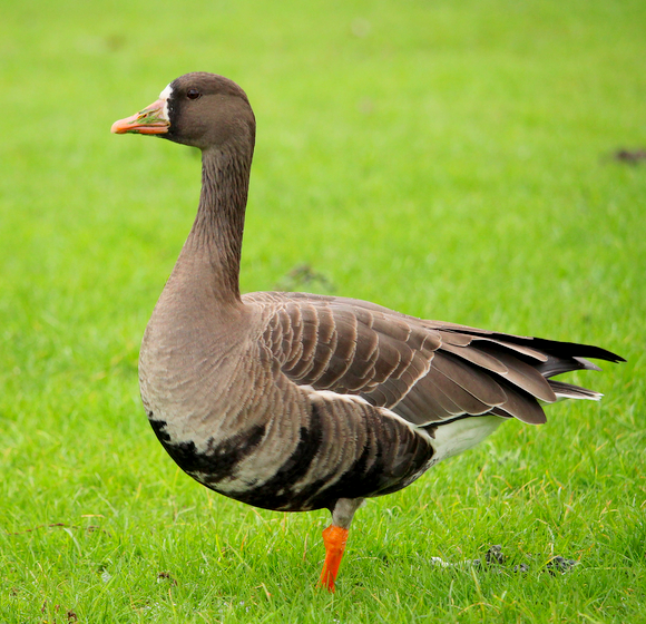 Greater White-fronted Goose - Molly Sultany