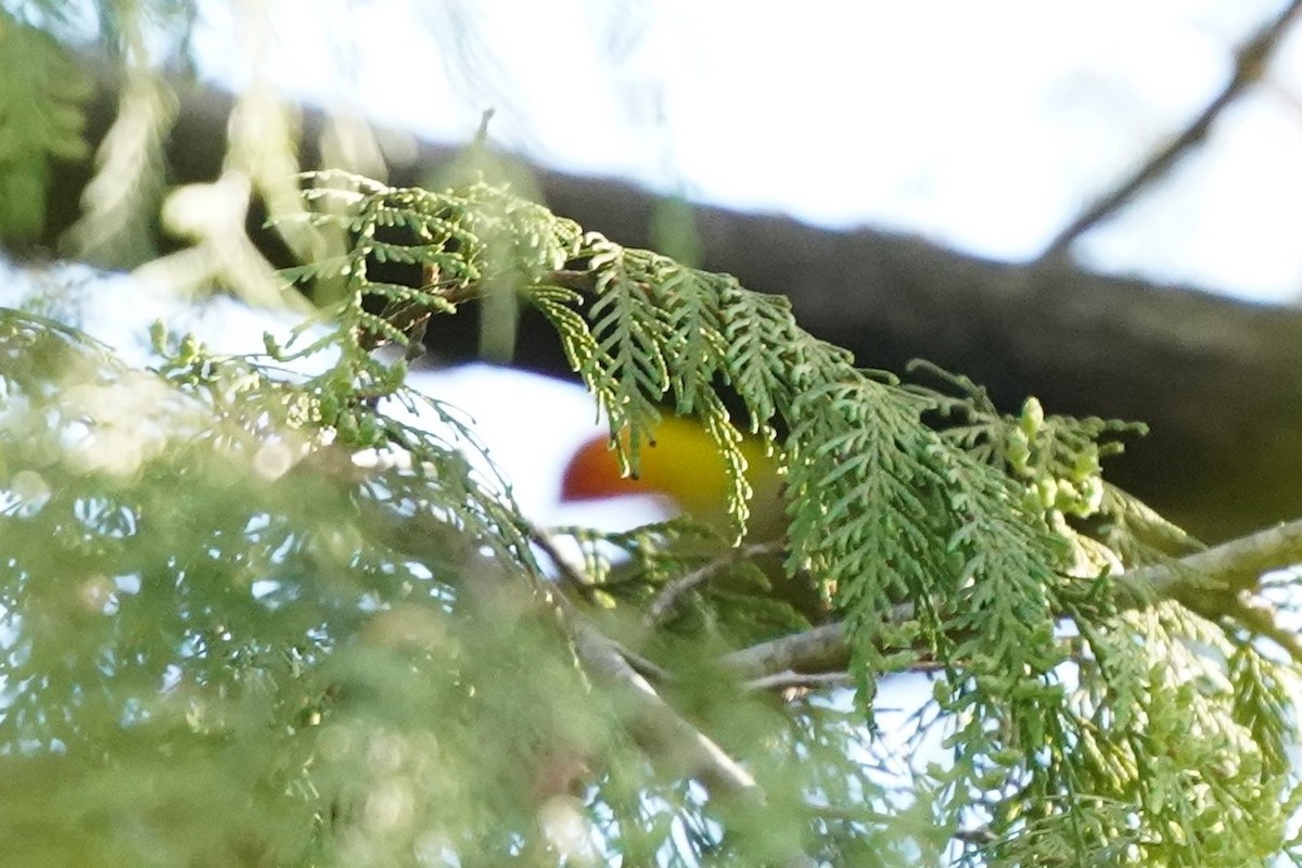 Western Tanager - ML228003161
