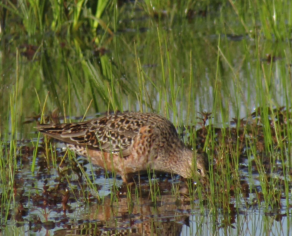 Long-billed Dowitcher - ML228003841