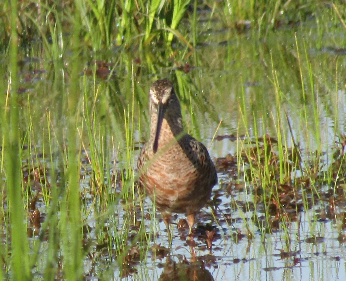 Long-billed Dowitcher - ML228003991