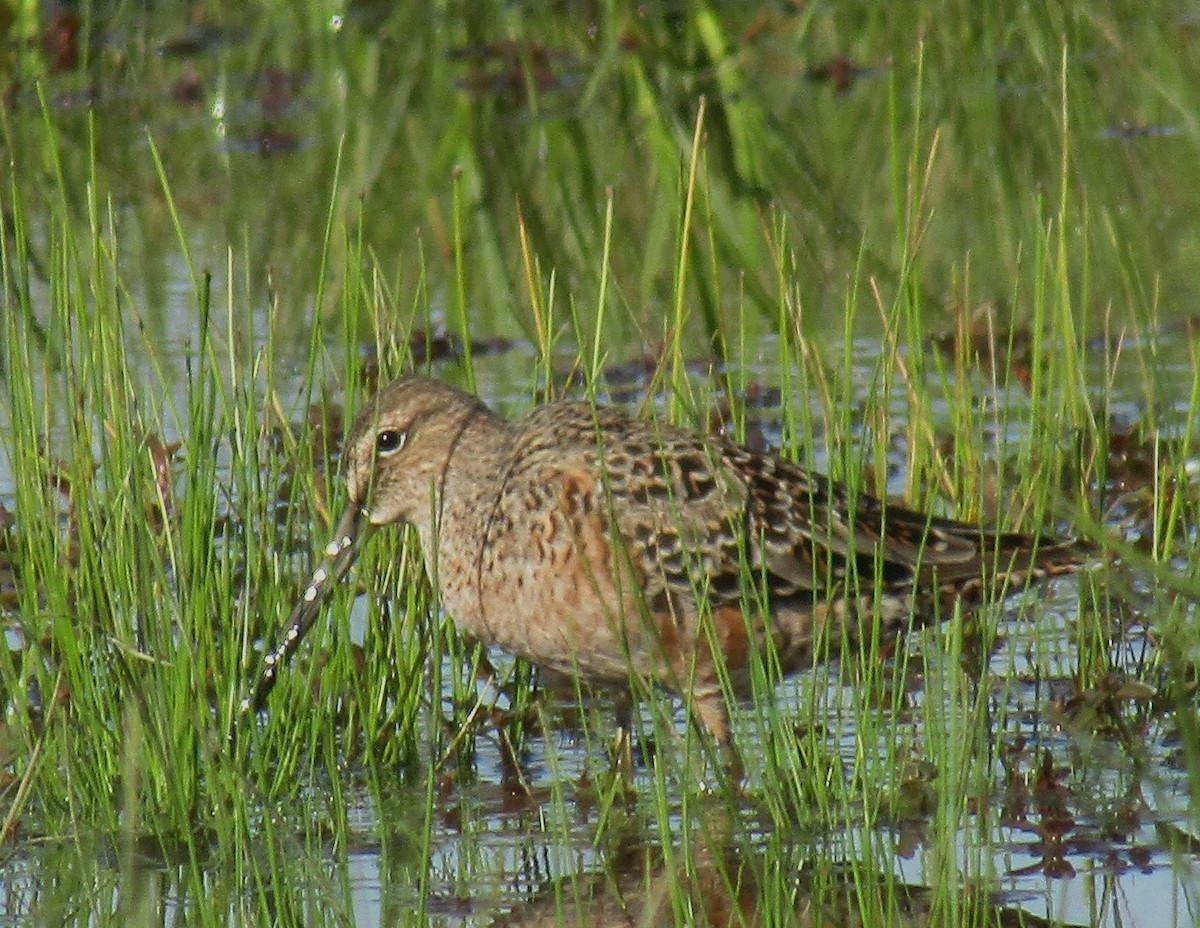 Long-billed Dowitcher - ML228004041