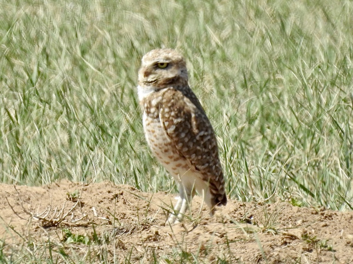 Burrowing Owl - ML228004281