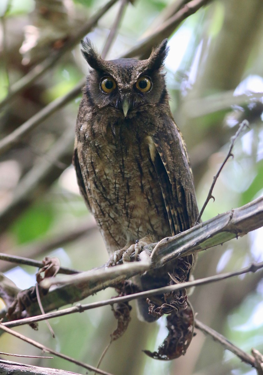 Tawny-bellied Screech-Owl - Anna Hiller