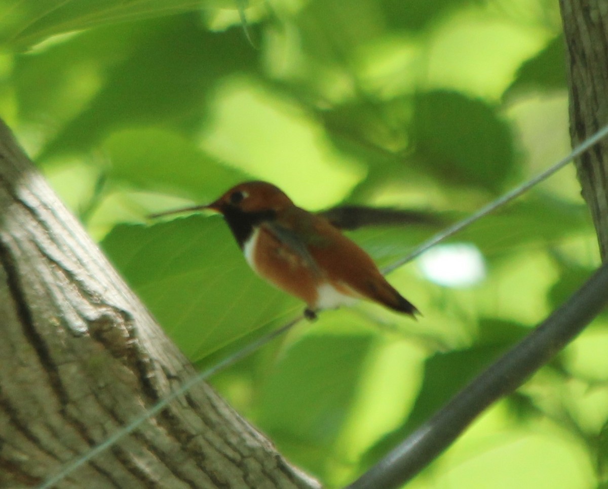 Rufous Hummingbird - ML228006971