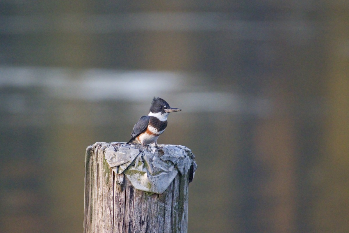 Belted Kingfisher - ML228006981