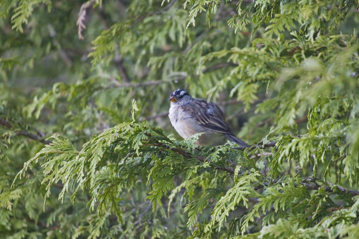 White-crowned Sparrow - ML228007431