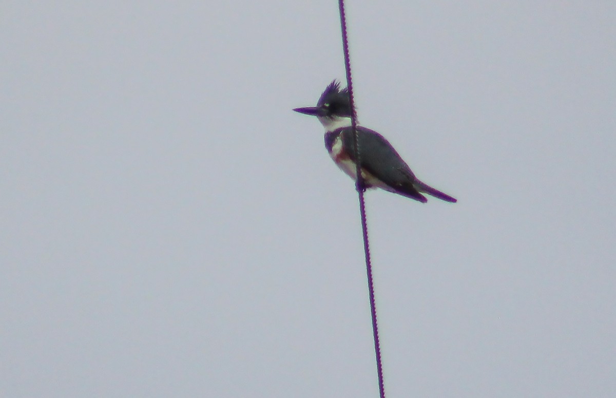 Belted Kingfisher - Alex George