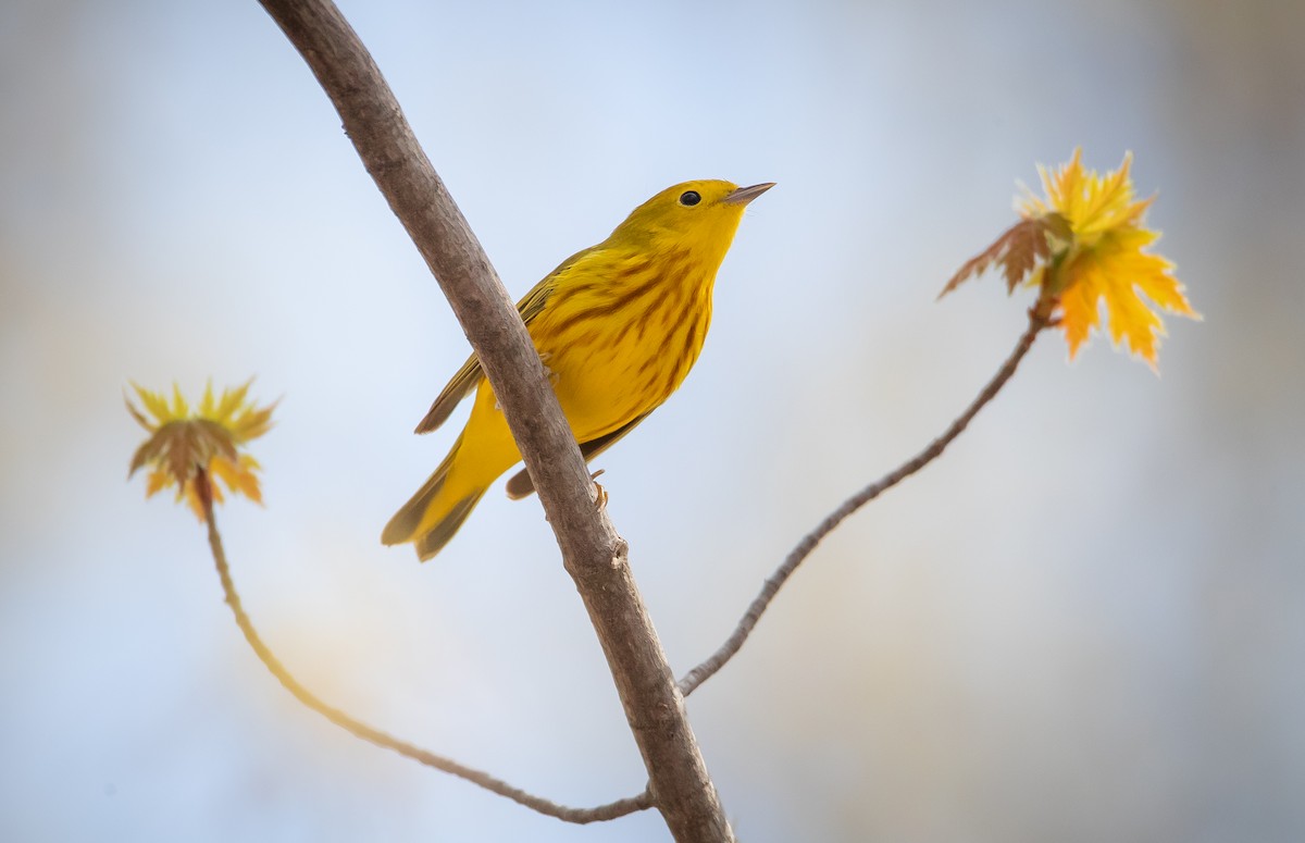 Yellow Warbler - Andy Witchger
