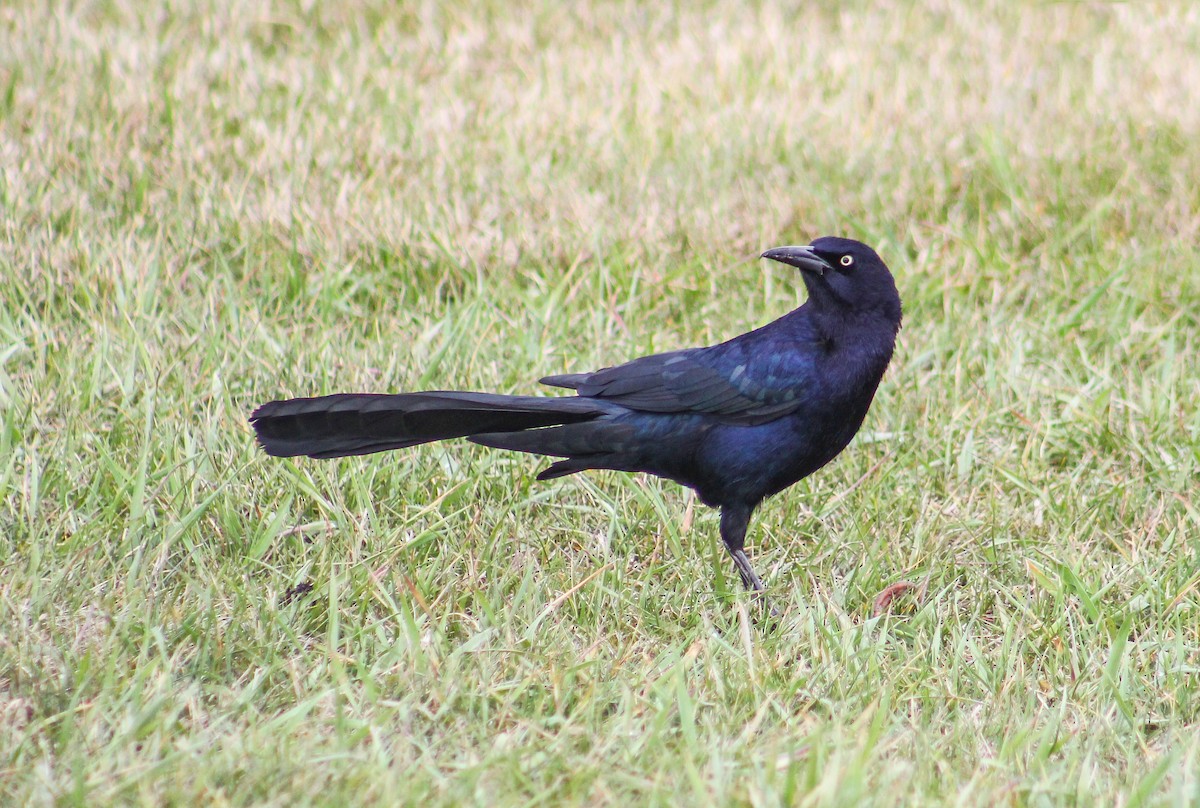 Great-tailed Grackle - ML228008461