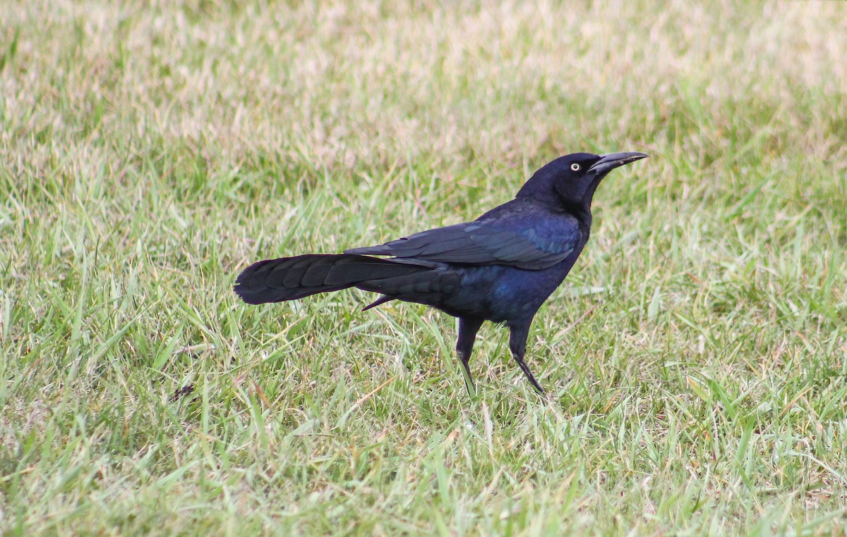 Great-tailed Grackle - ML228008541