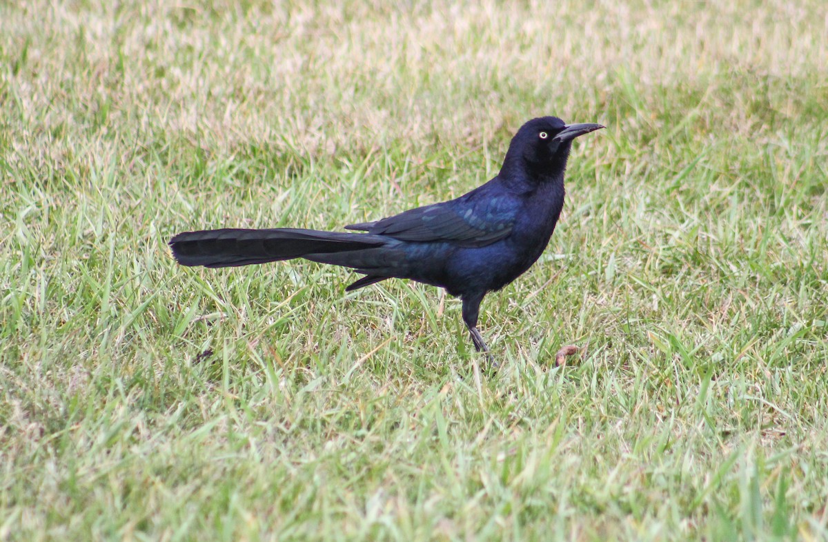 Great-tailed Grackle - ML228008661