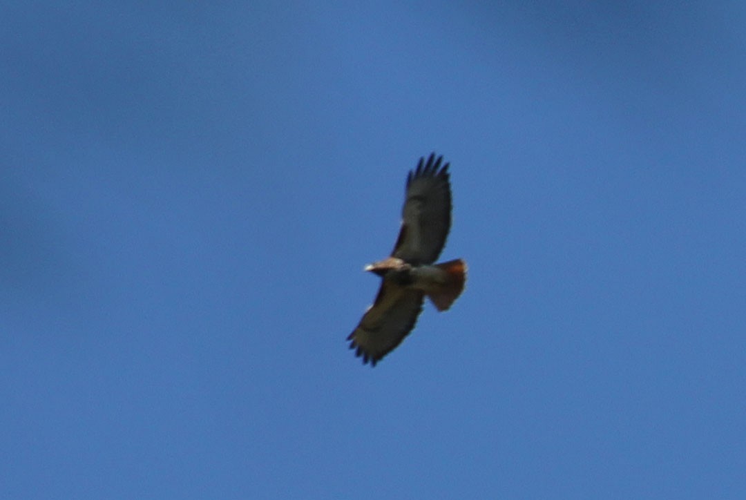 Red-tailed Hawk - ML22800871